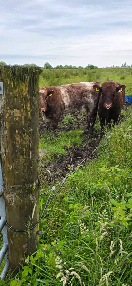 Shorthorn bulls - Image 1