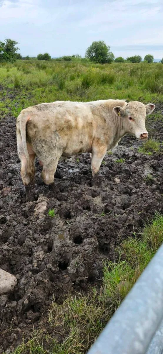 Shorthorn bulls - Image 2