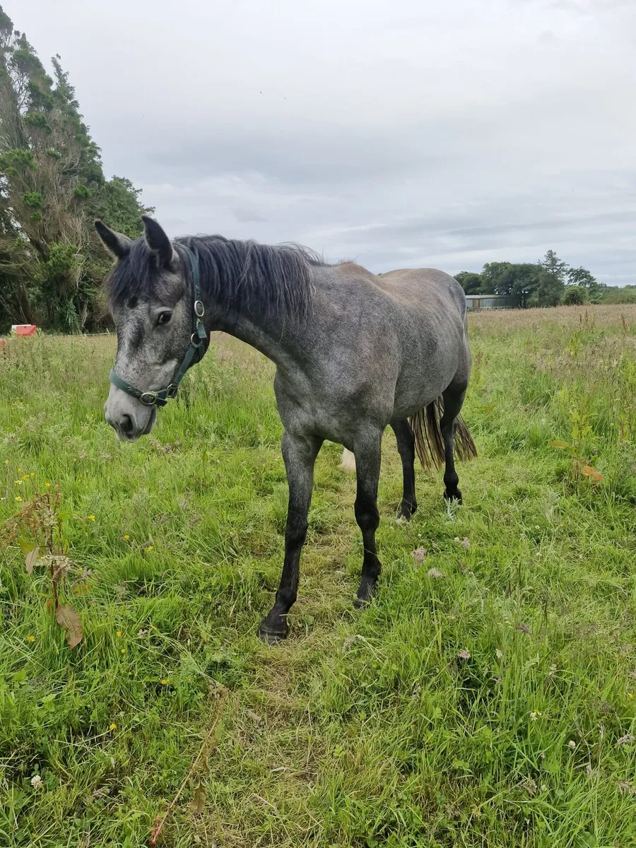 Connemara Draught Cross 3-year-old - Image 1