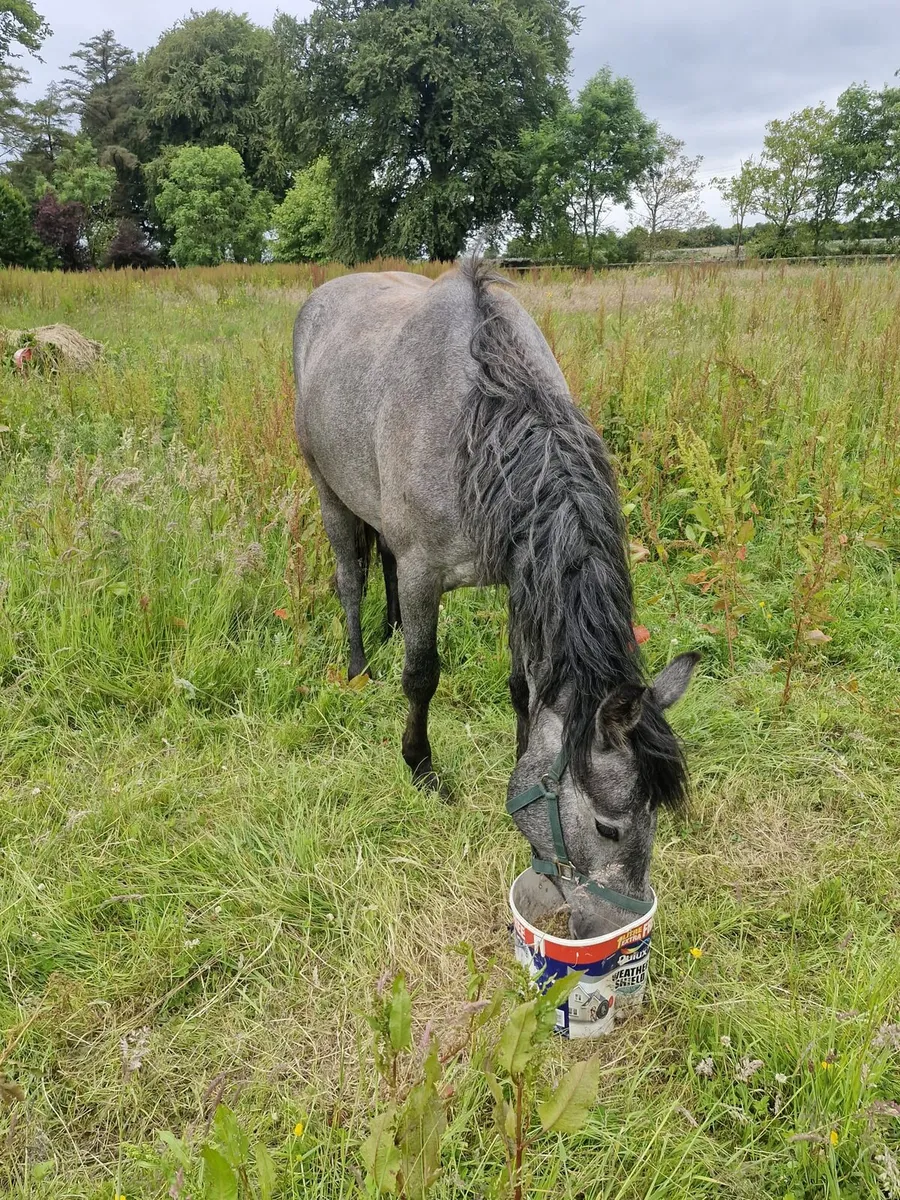 Connemara Draught Cross 3-year-old - Image 2