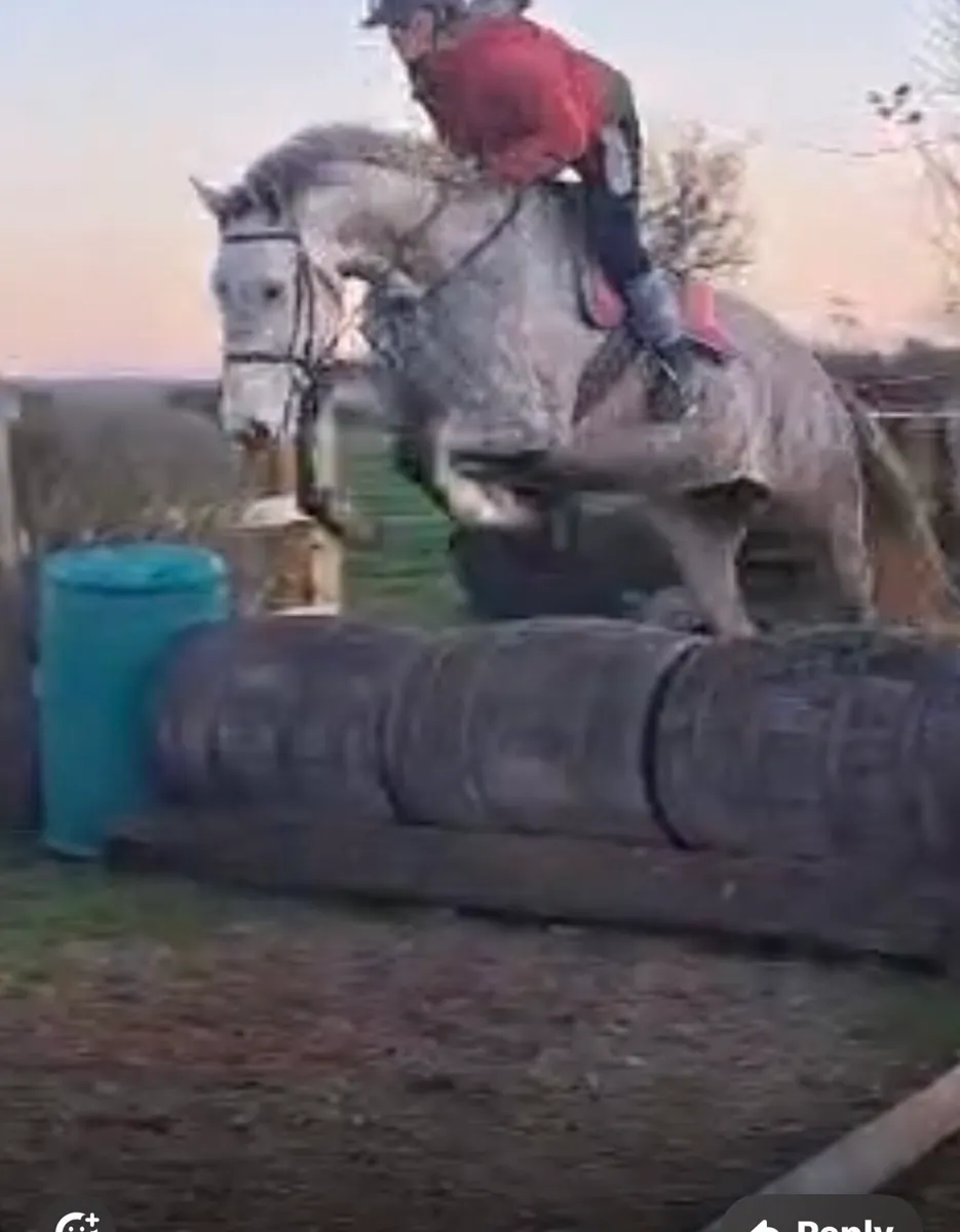 7 yo mare for sale