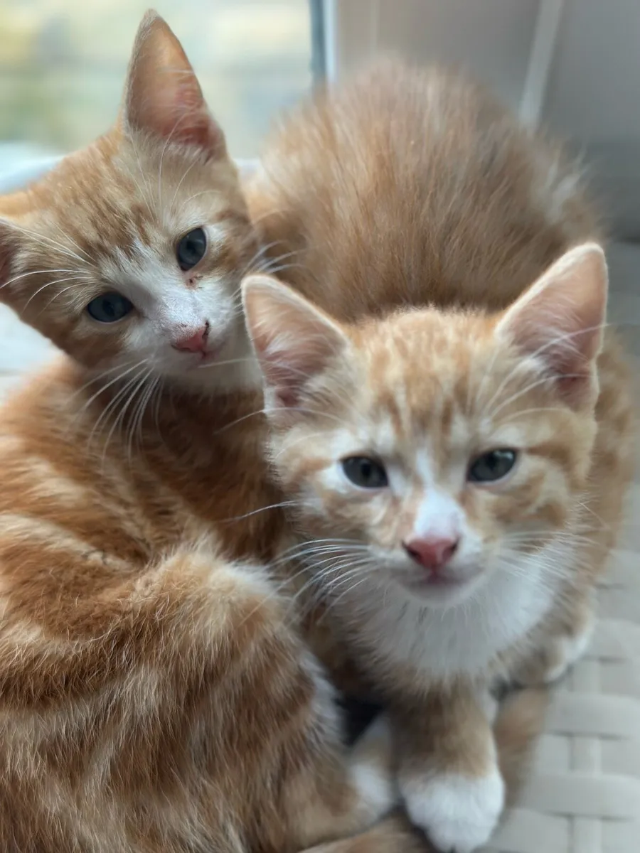 Ginger Kittens - Image 2
