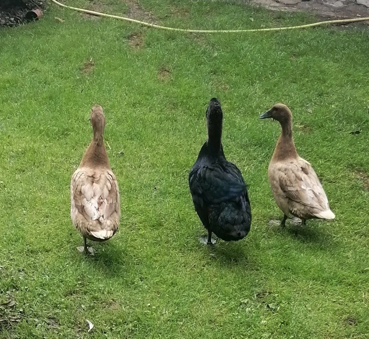 2 Laying Ducks & 1 Drake - Image 2