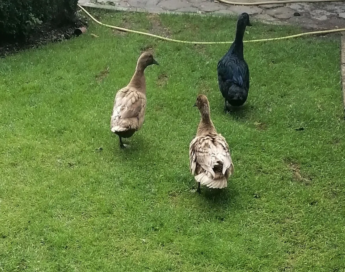 2 Laying Ducks & 1 Drake - Image 3