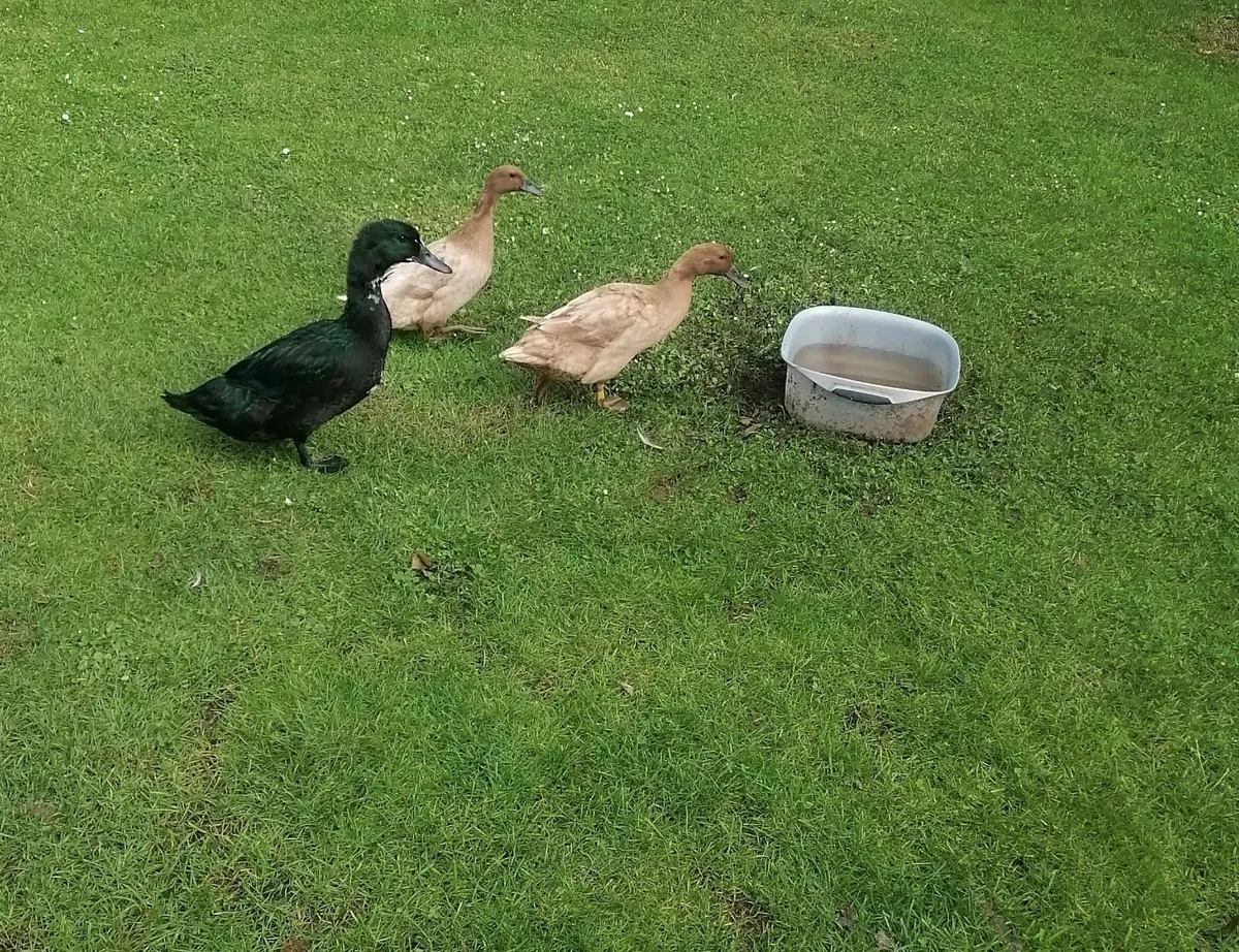 2 Laying Ducks & 1 Drake - Image 1