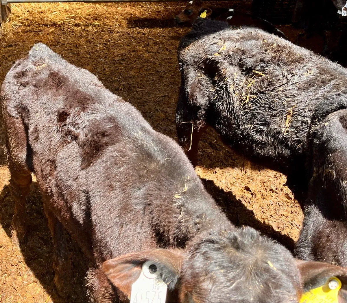 15 reared calves - Image 2