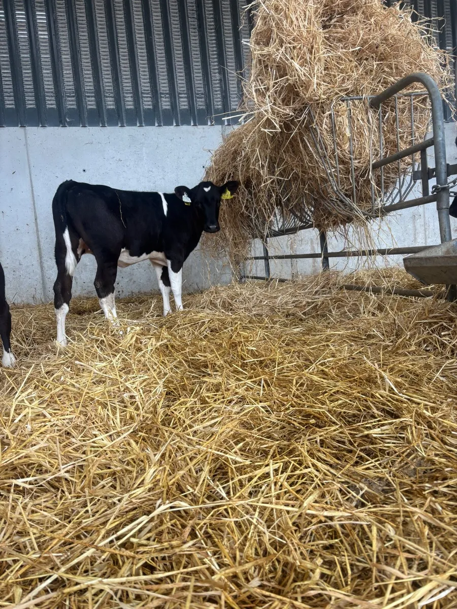 Fresian heifers - Image 1