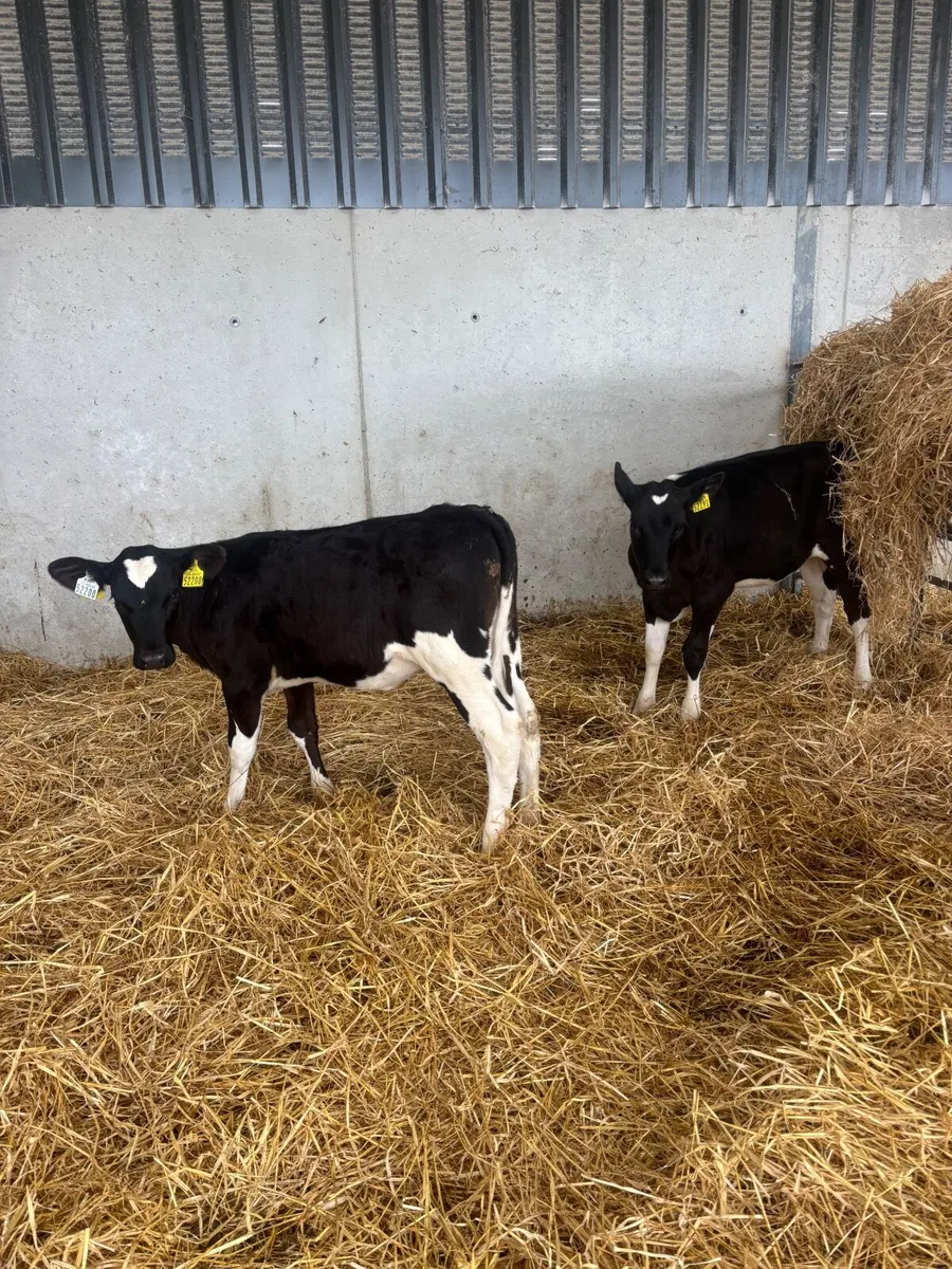 Fresian heifers - Image 2