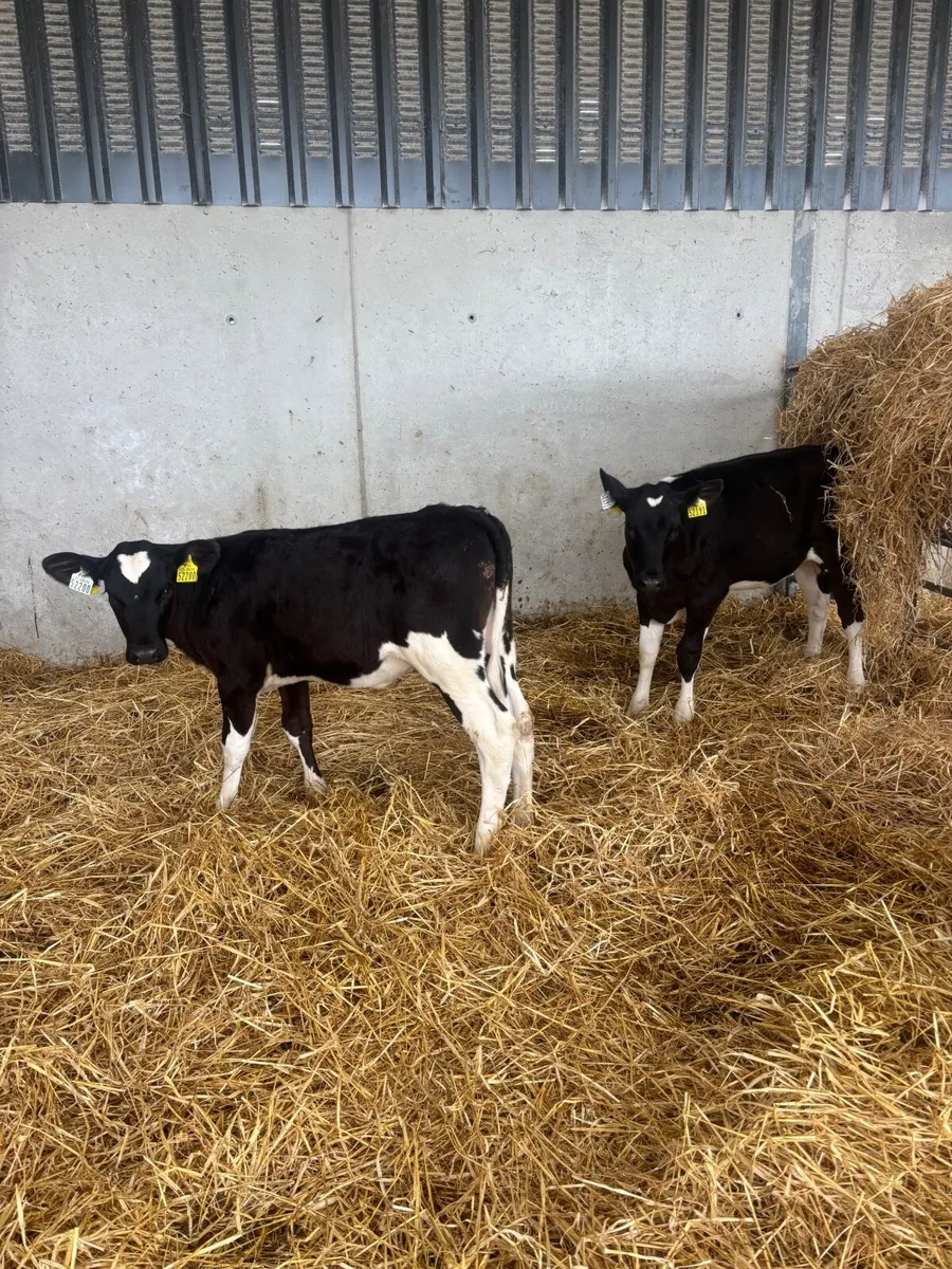 Fresian heifers - Image 3