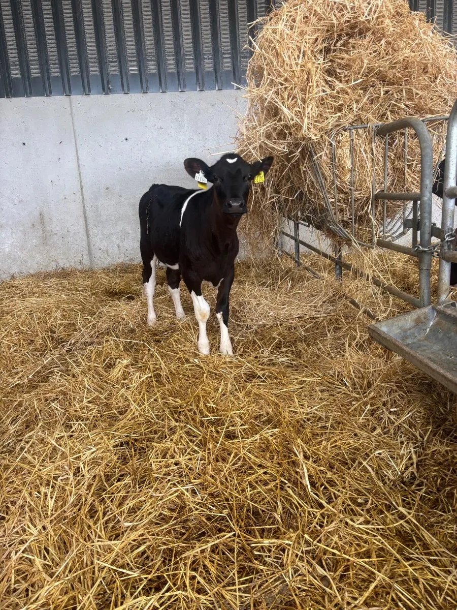Fresian heifers - Image 4