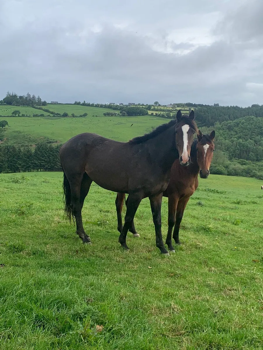 Stunning 3 year old - Image 1