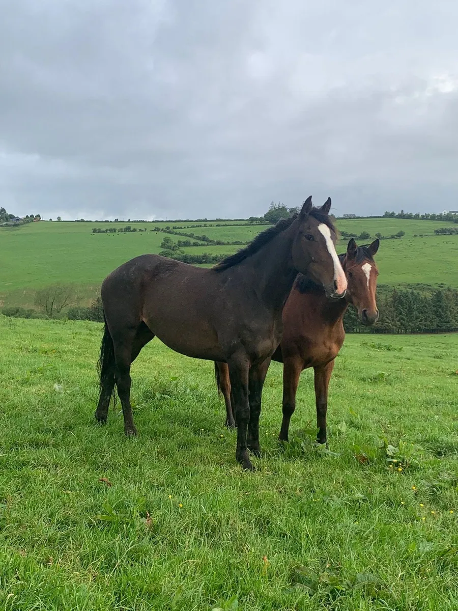 Stunning 3 year old - Image 2