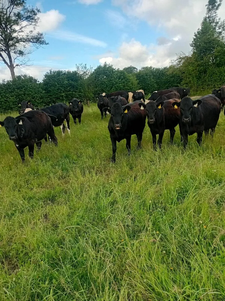 24 Hereford and angus heifers - Image 1