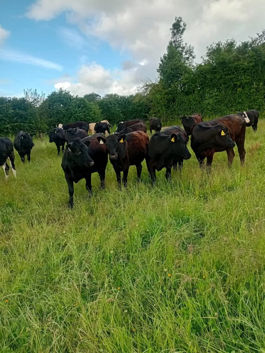 24 Hereford and angus heifers - Image 2
