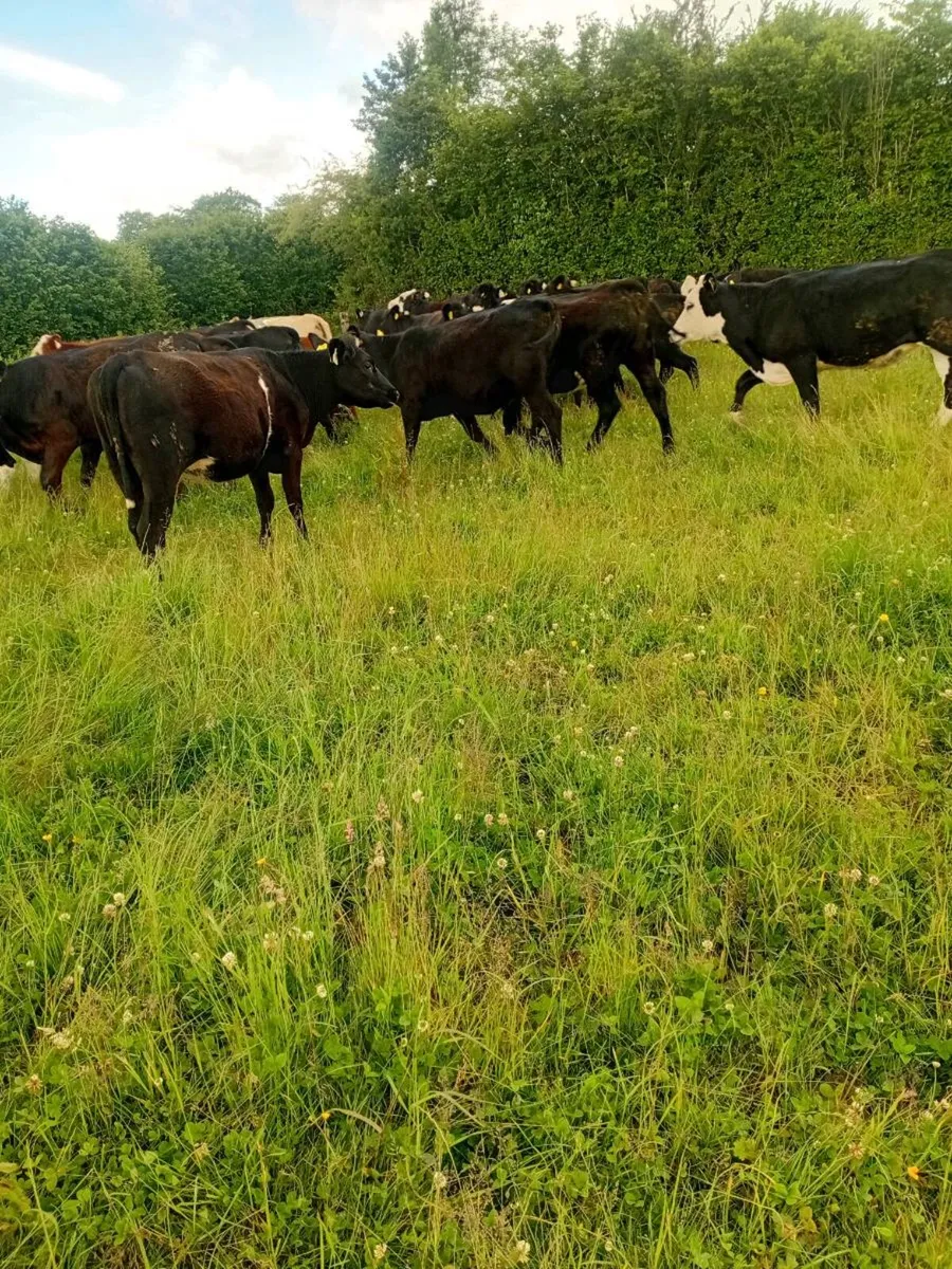 24 Hereford and angus heifers - Image 3
