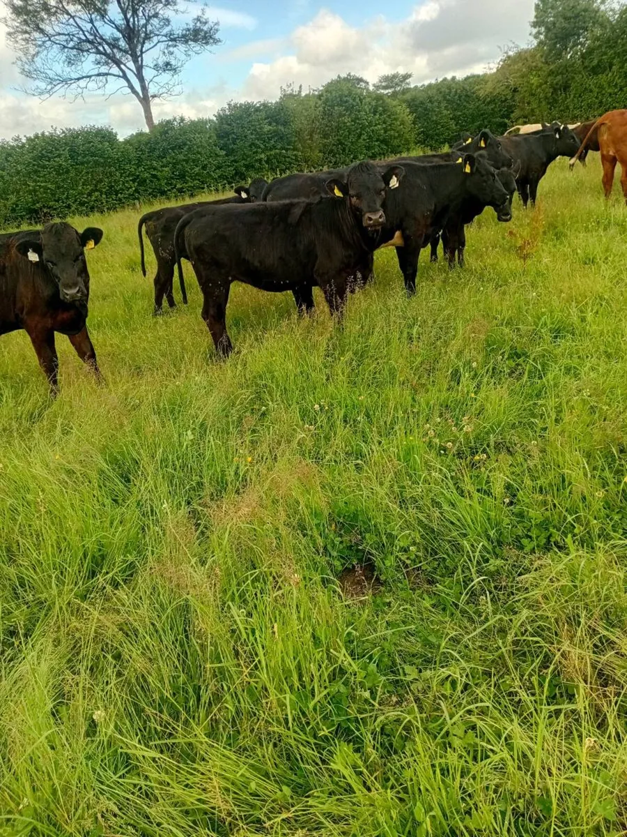 24 Hereford and angus heifers - Image 4