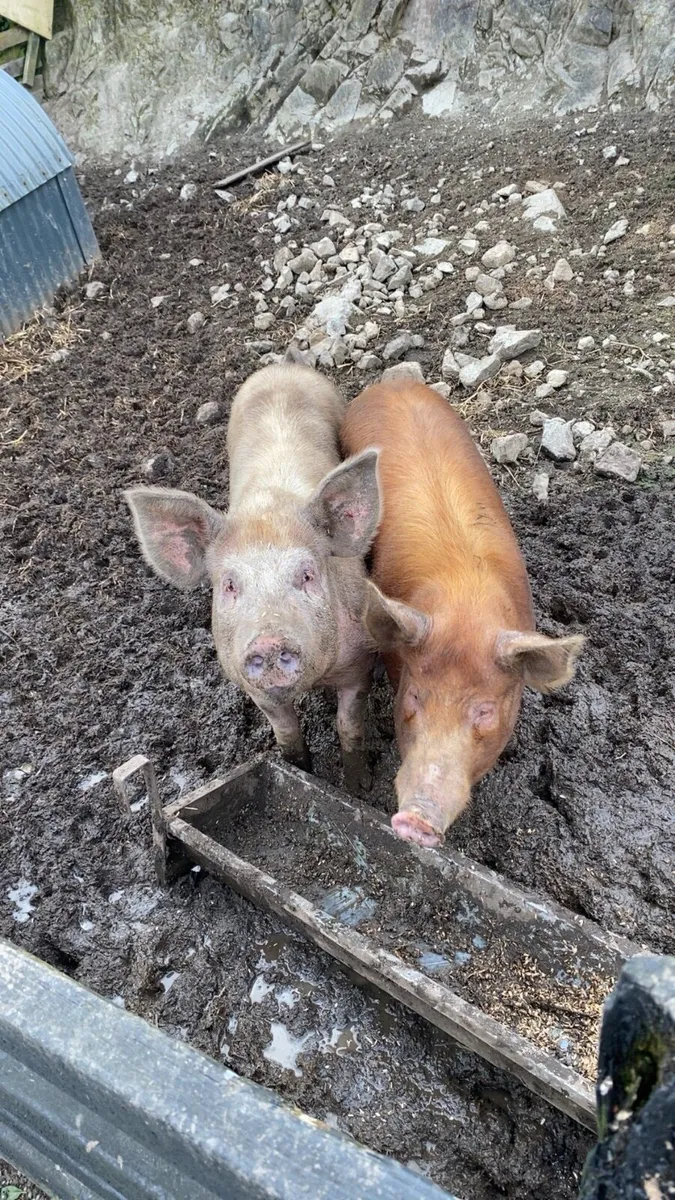 Tamworth pigs - Image 1