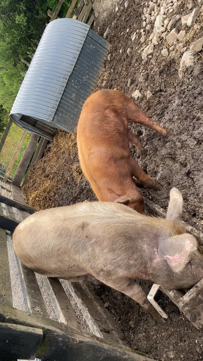 Tamworth pigs - Image 2