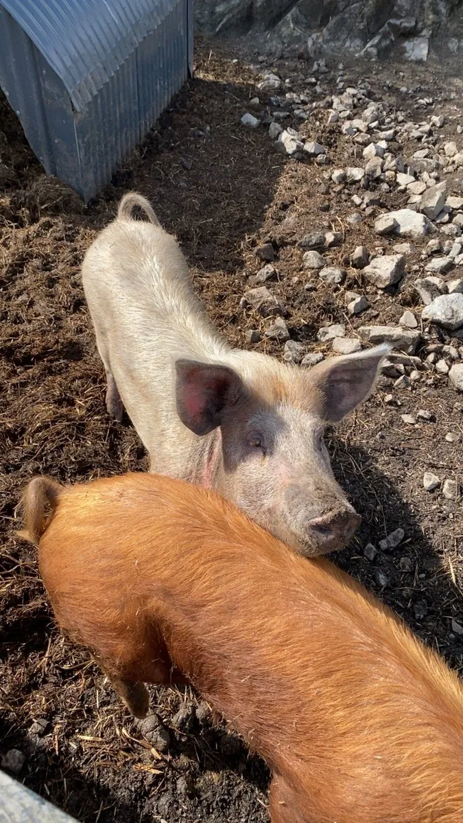 Tamworth pigs - Image 3