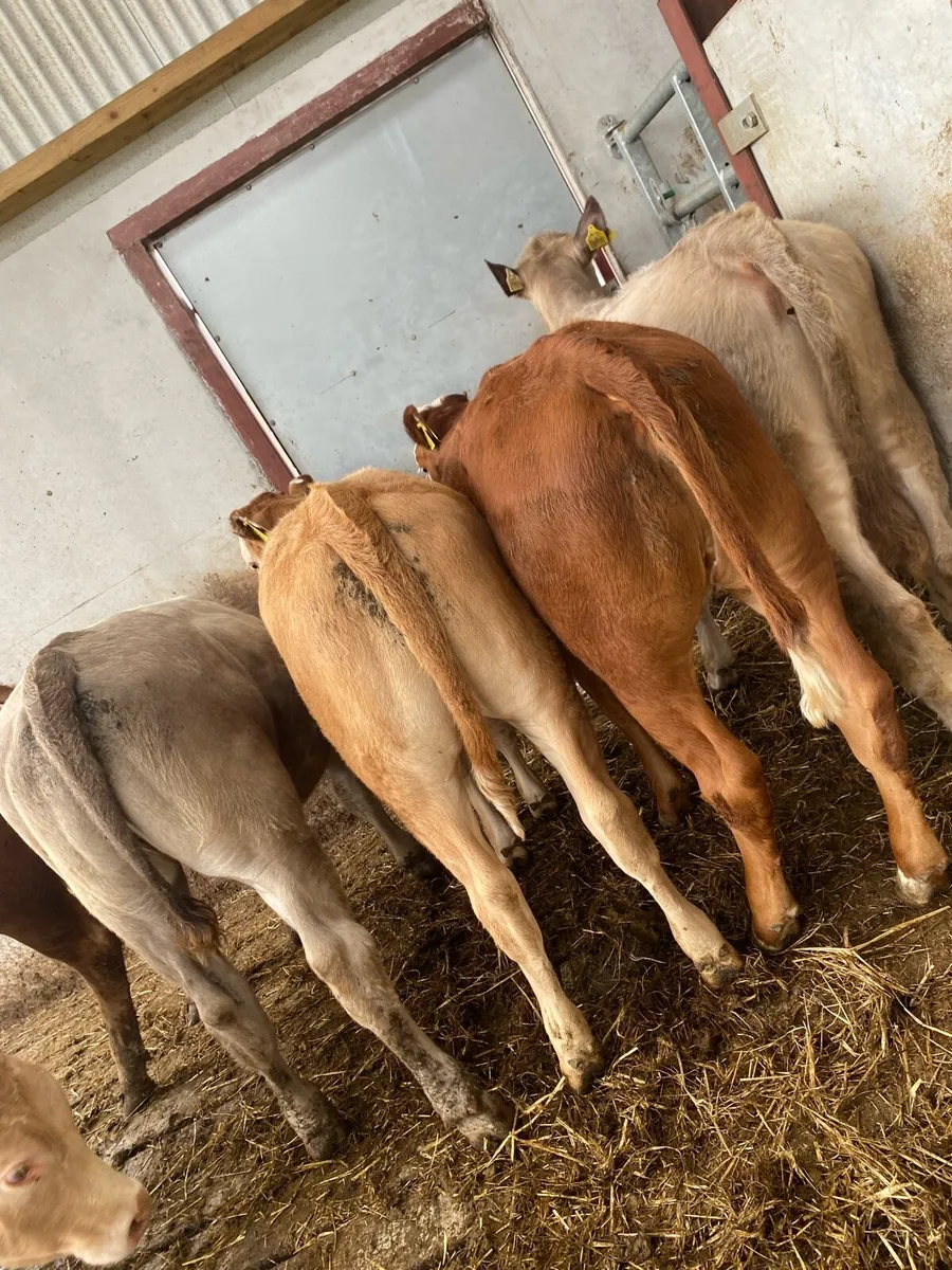 7 CH and LM heifer weanlings - Image 1