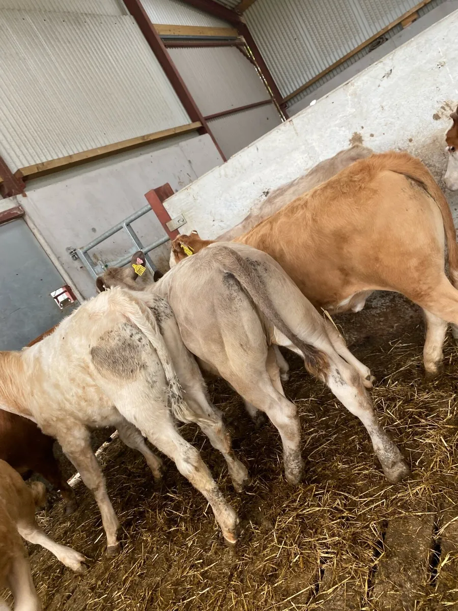 7 CH and LM heifer weanlings - Image 2