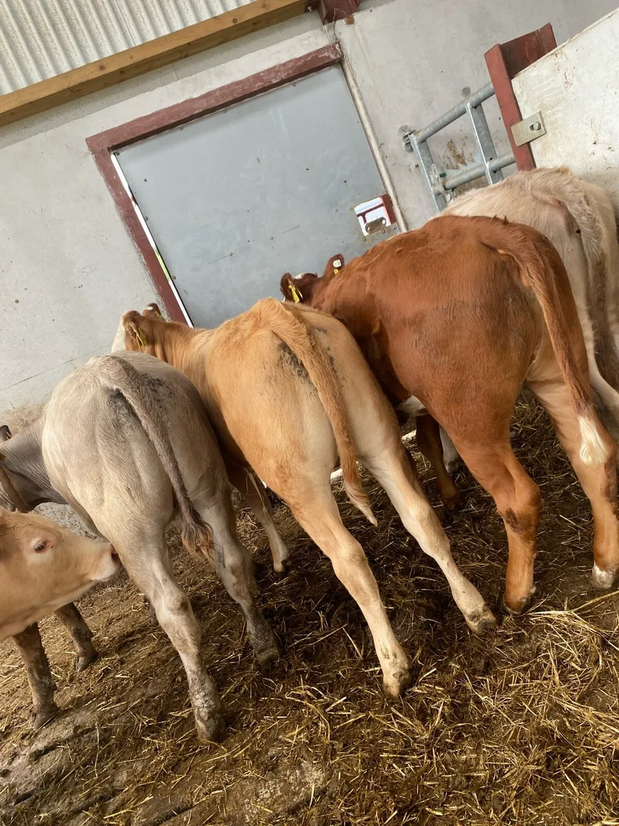 7 CH and LM heifer weanlings - Image 3