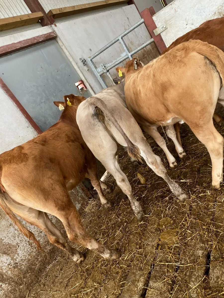 7 CH and LM heifer weanlings - Image 4