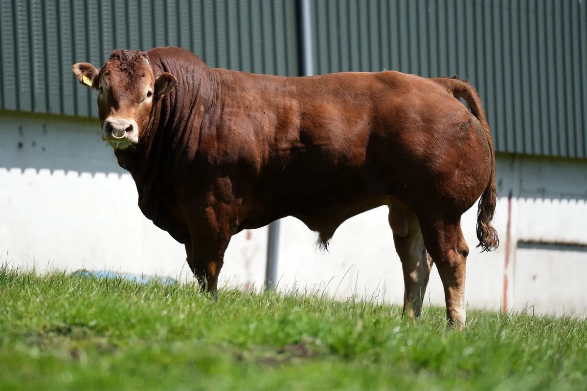 Limousin Bull - Image 2