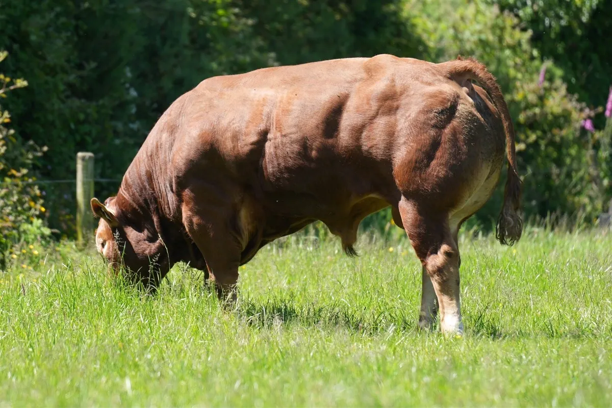 Limousin Bull - Image 1