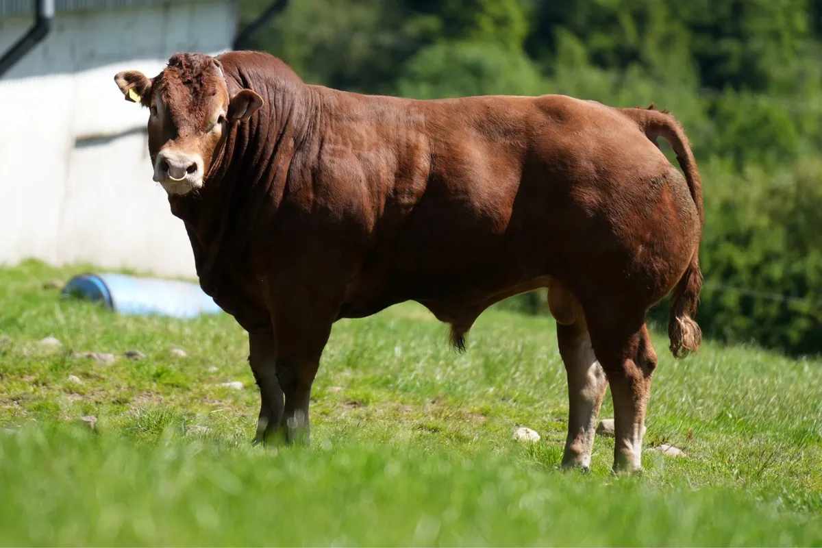Limousin Bull - Image 3