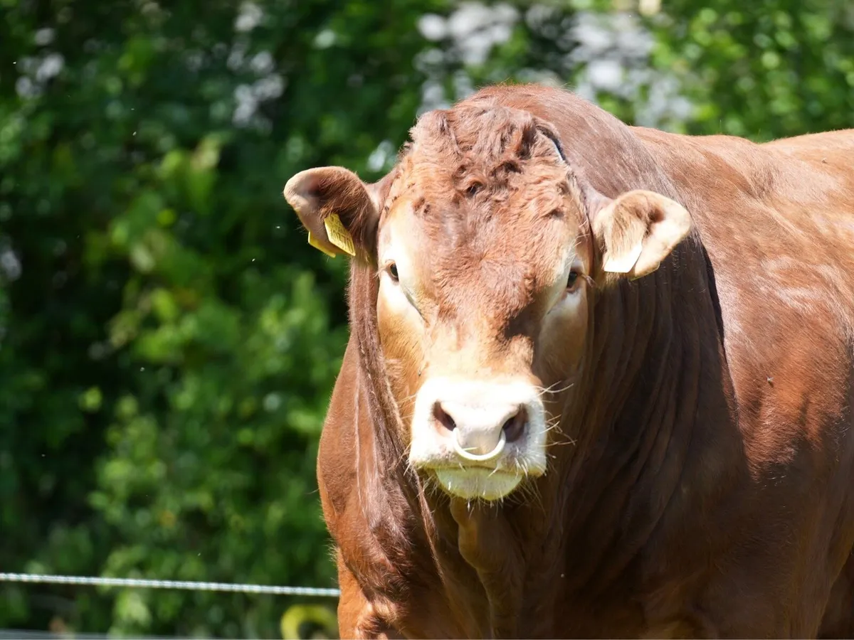 Limousin Bull - Image 4