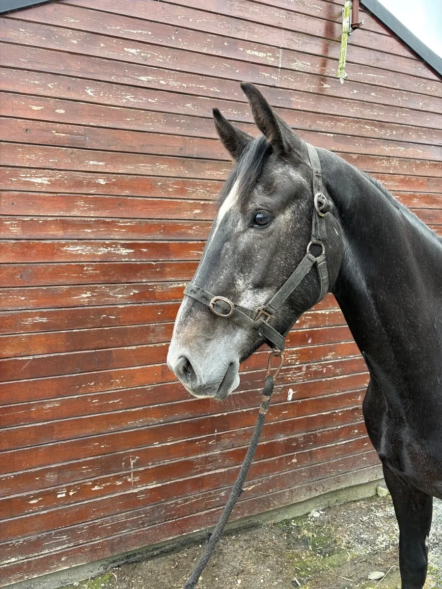 Stunning 4 year gelding - Image 2