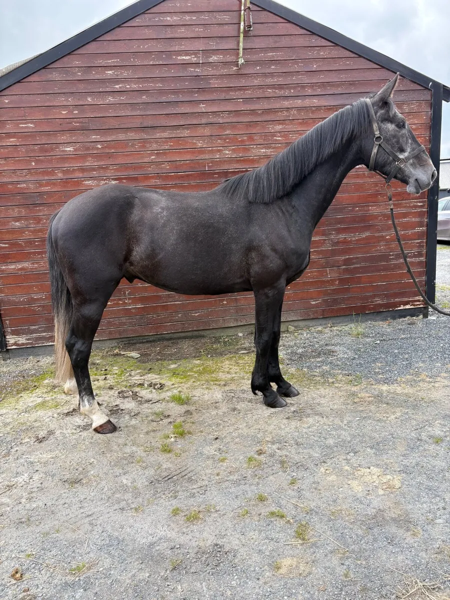 Stunning 4 year gelding - Image 3