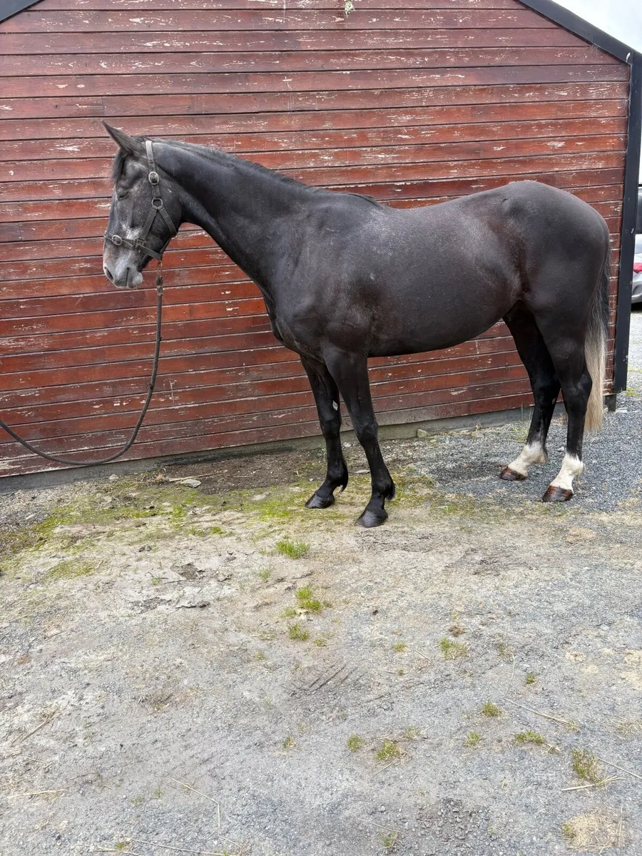 Stunning 4 year gelding - Image 1