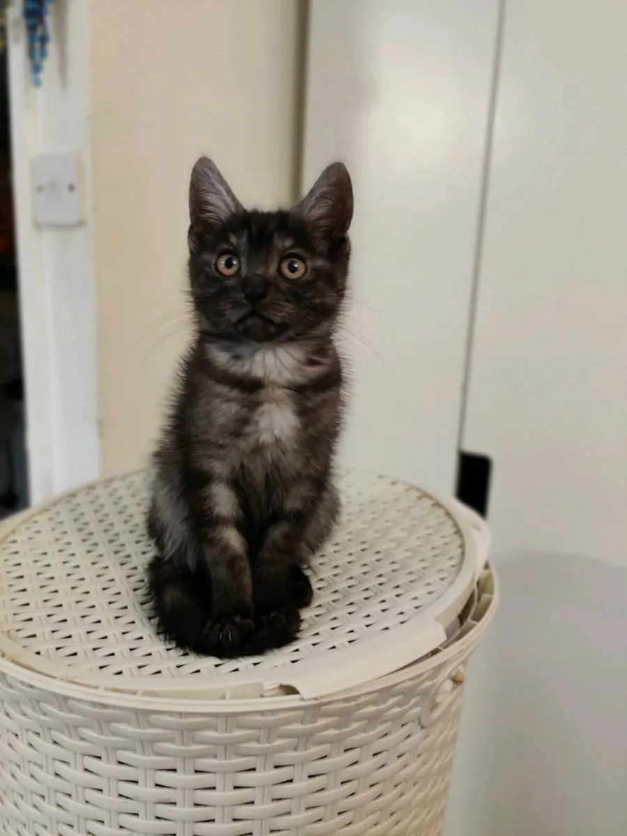 Smoky  Maine Coon Crossed Kitten - Image 1
