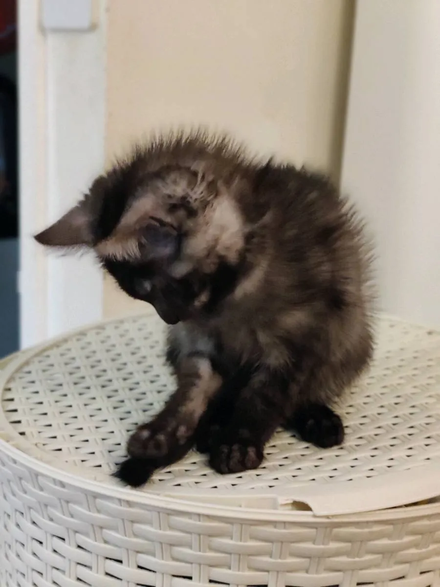 Smoky  Maine Coon Crossed Kitten - Image 3
