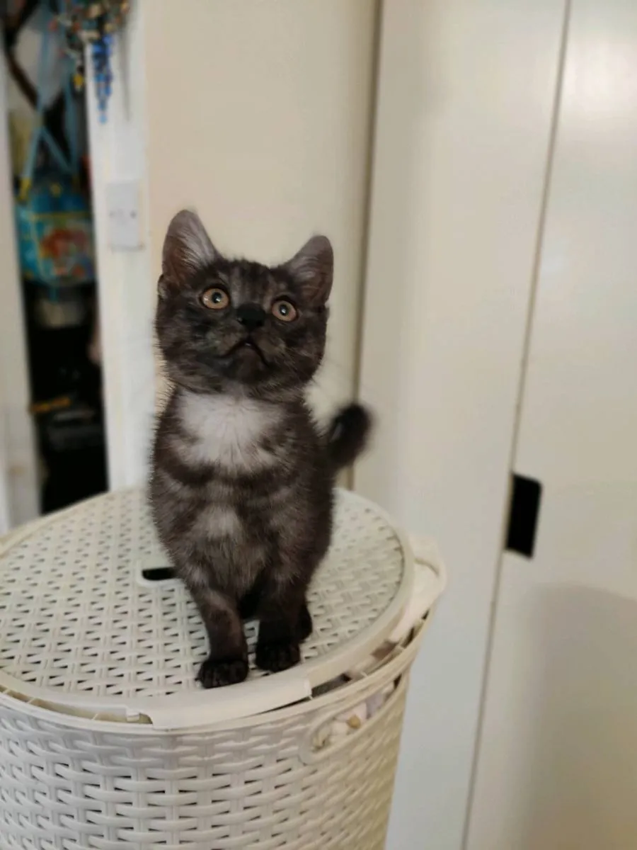 Smoky  Maine Coon Crossed Kitten - Image 4