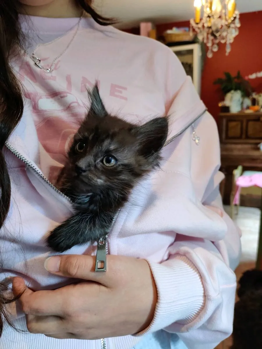 Smoky  Maine Coon Crossed Kitten - Image 2