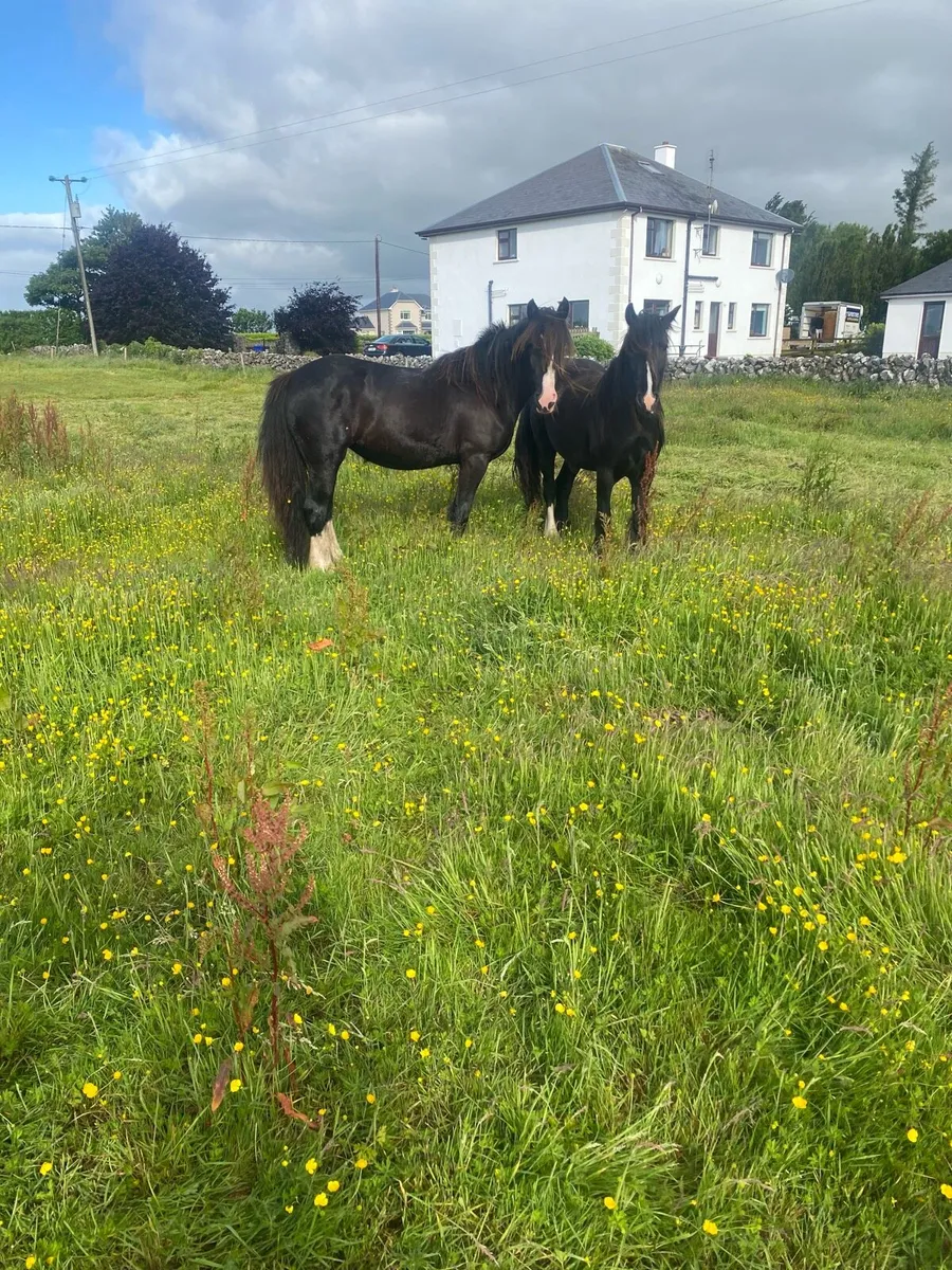 Cob’s Fillies - Image 1