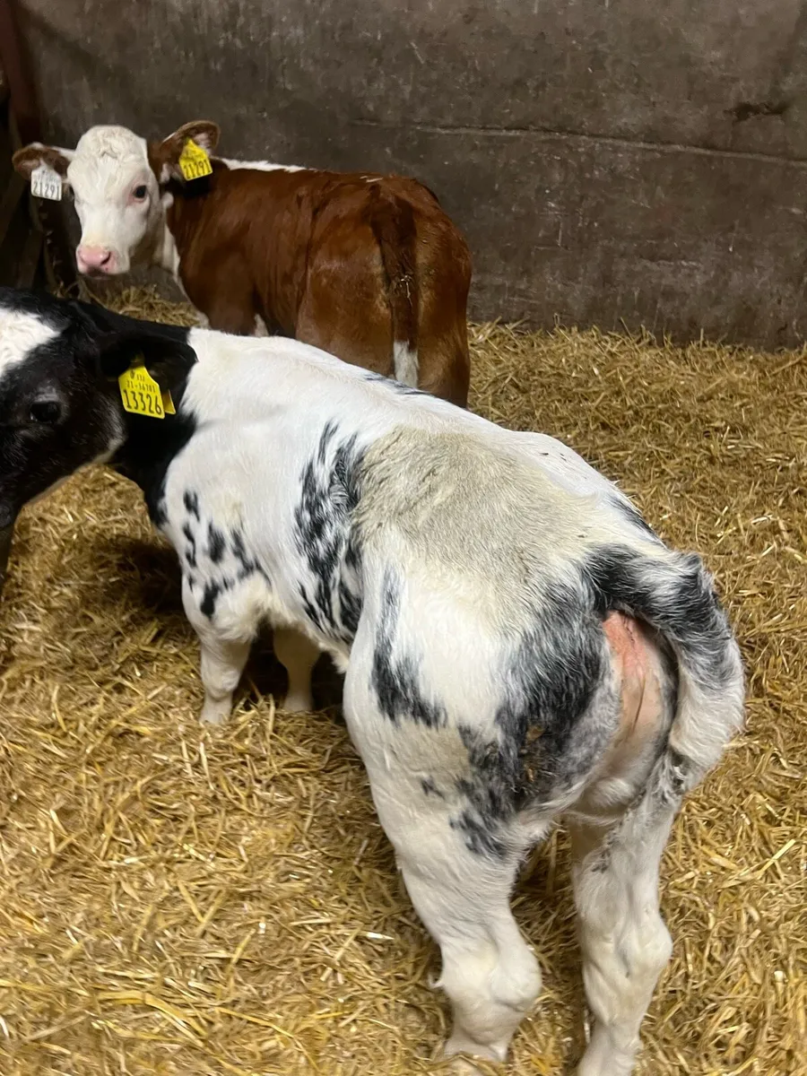 Continental heifer calfs for sale - Image 1