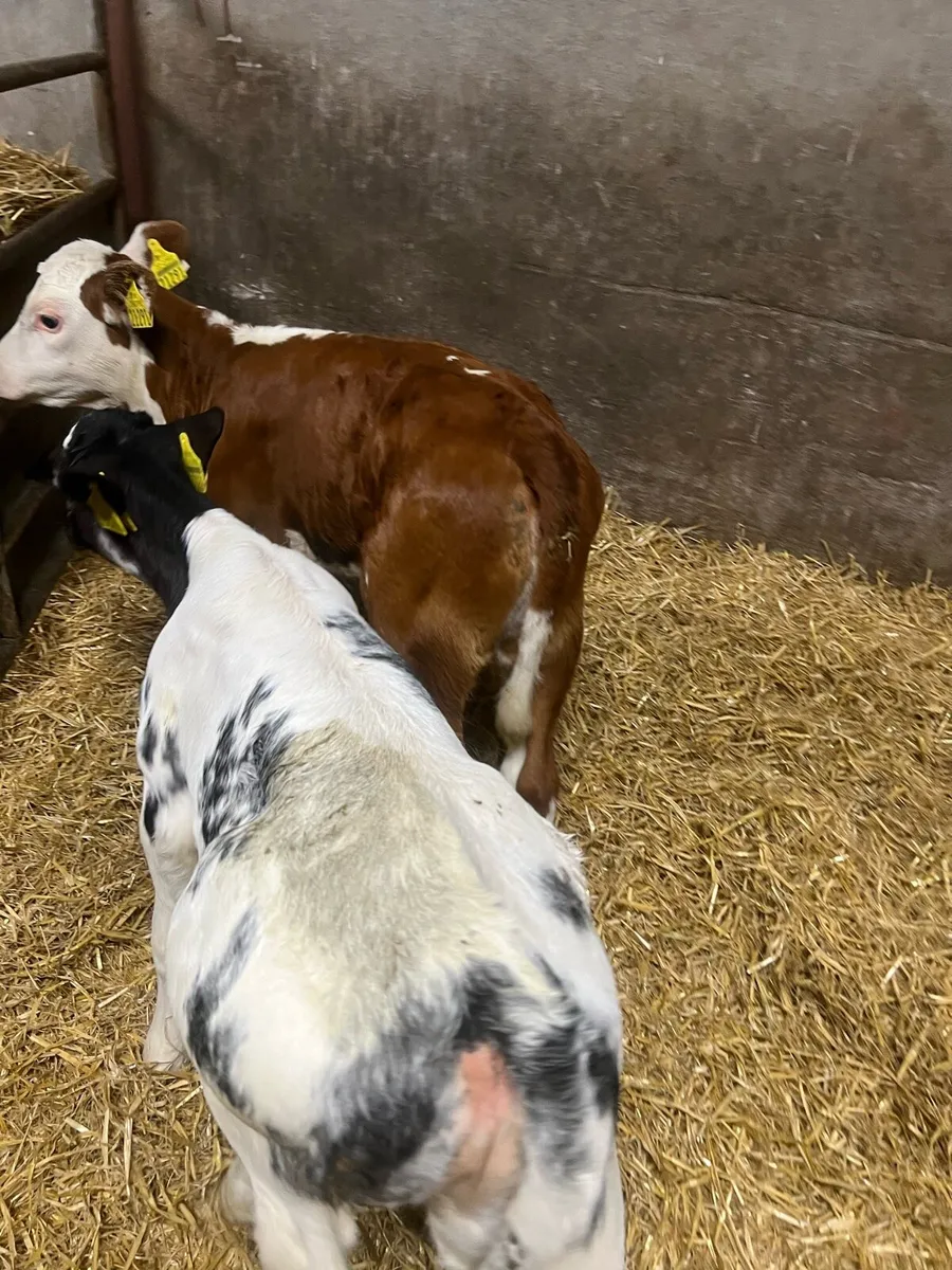 Continental heifer calfs for sale - Image 2