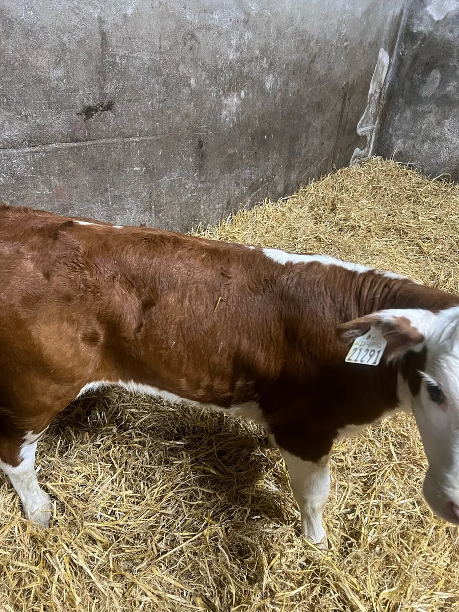 Continental heifer calfs for sale - Image 3