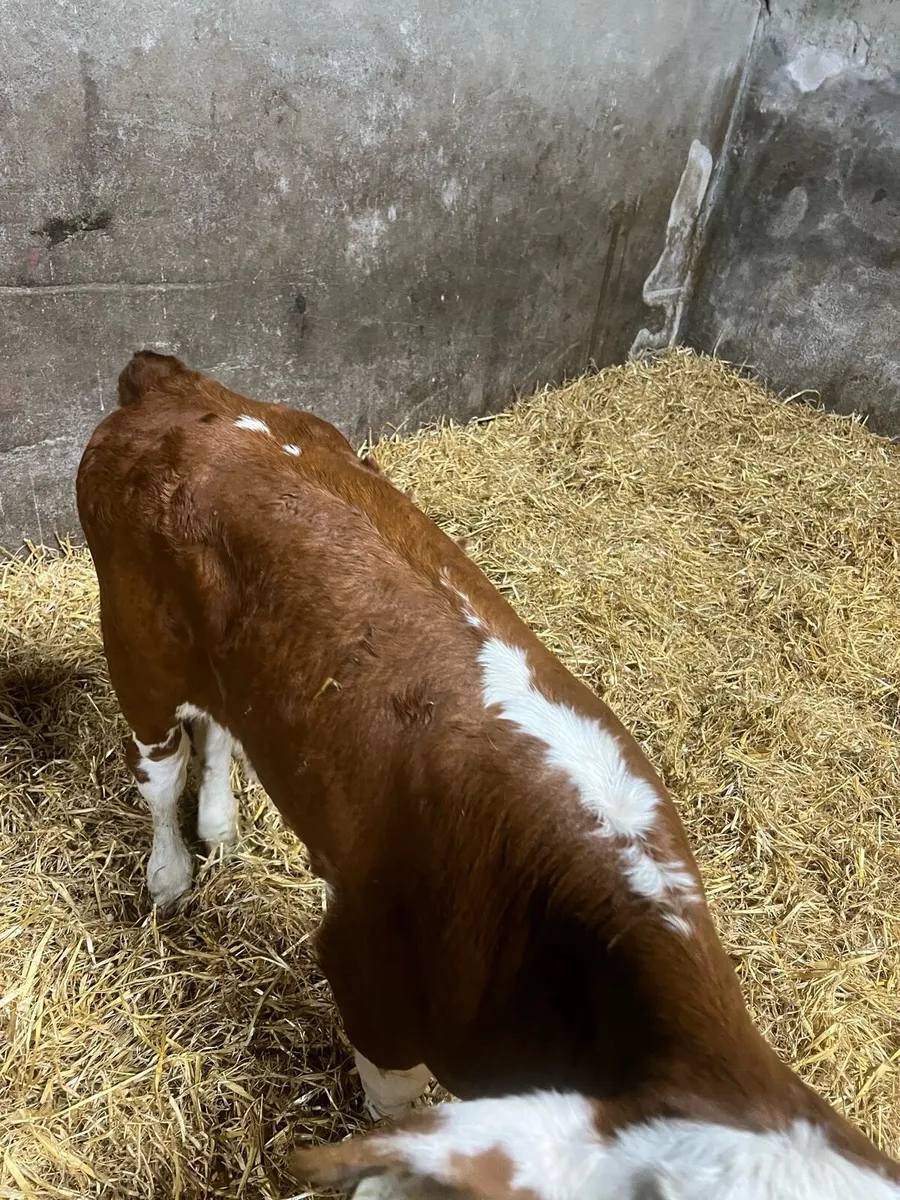 Continental heifer calfs for sale - Image 4