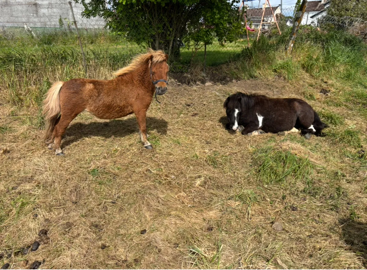 3 miniature mare ponies only 30” - Image 1
