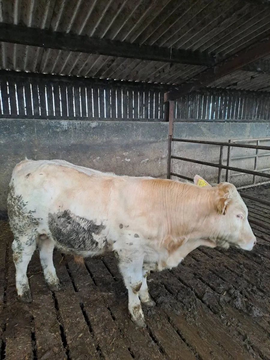 Pedigree charlaois bull