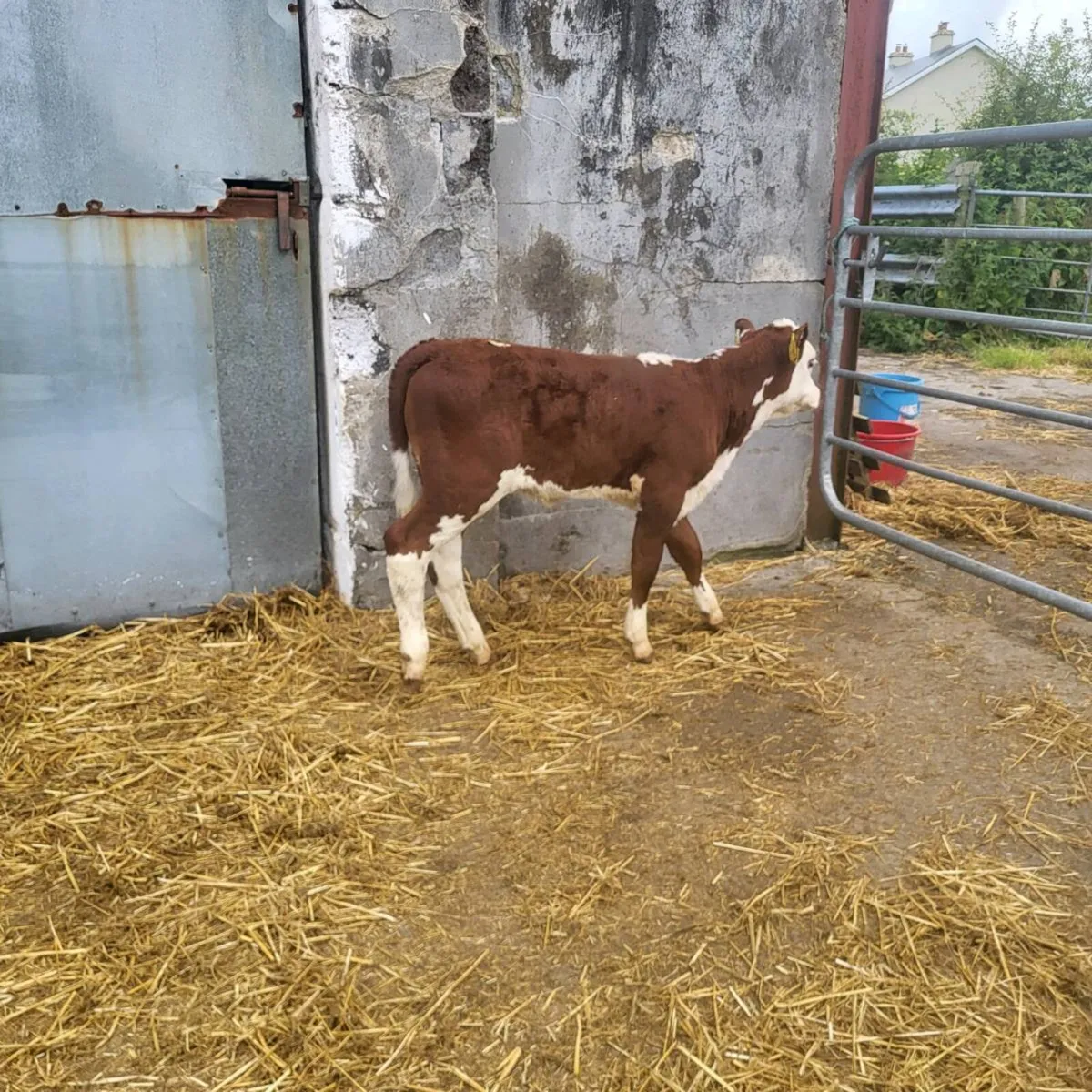 Super cow maker - Image 2