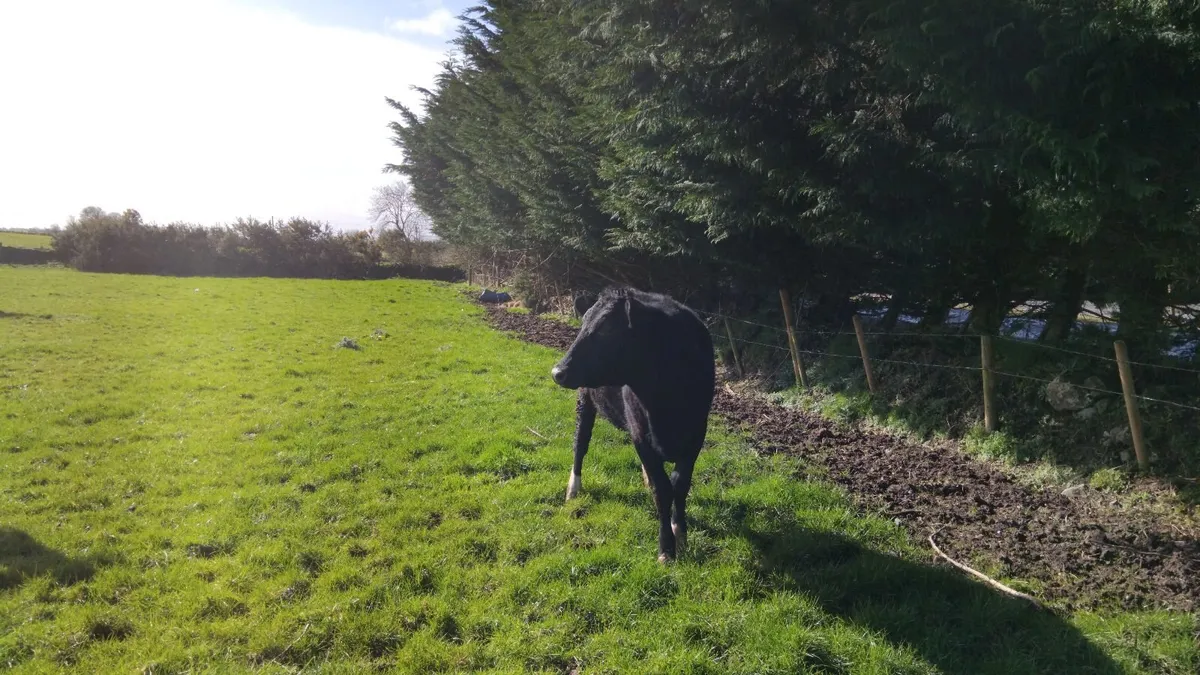 Rough grazing for horses