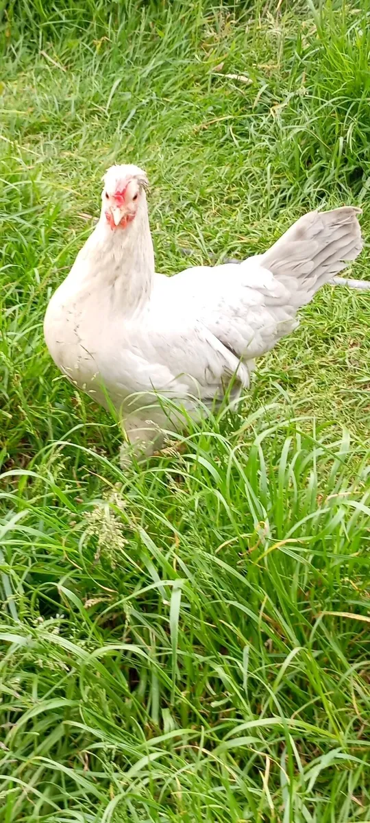Poultry - Image 1