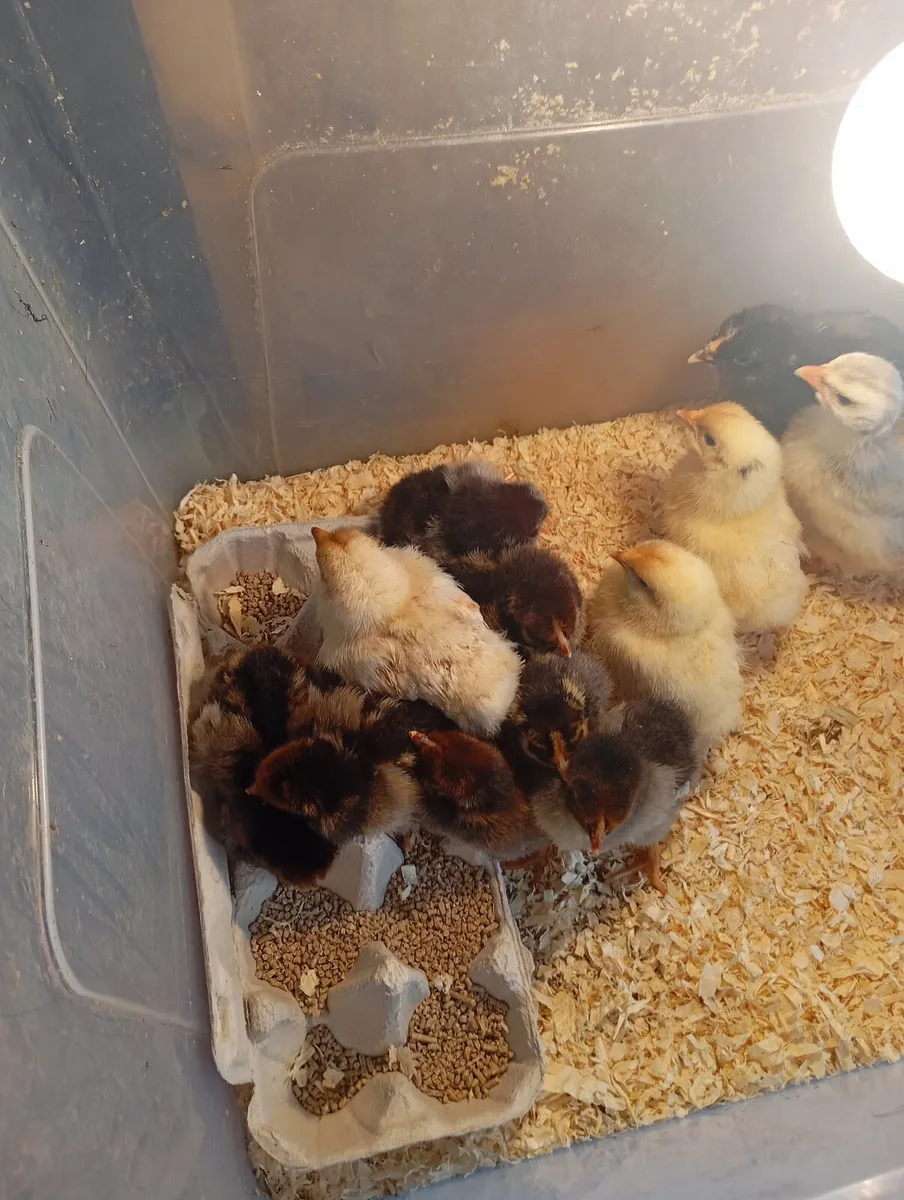 Poultry - Image 2
