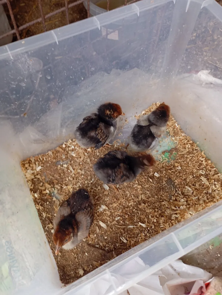 Poultry - Image 3